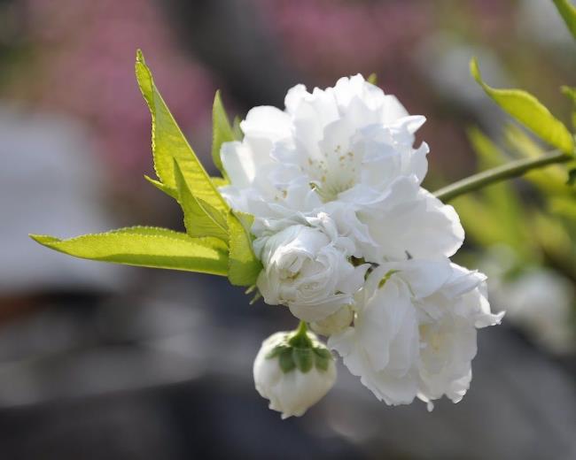 Sammlung der schönsten weißen Pfirsichblütenbilder