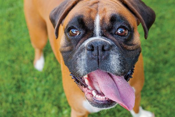Resumen de los boxers para perros más bellos
