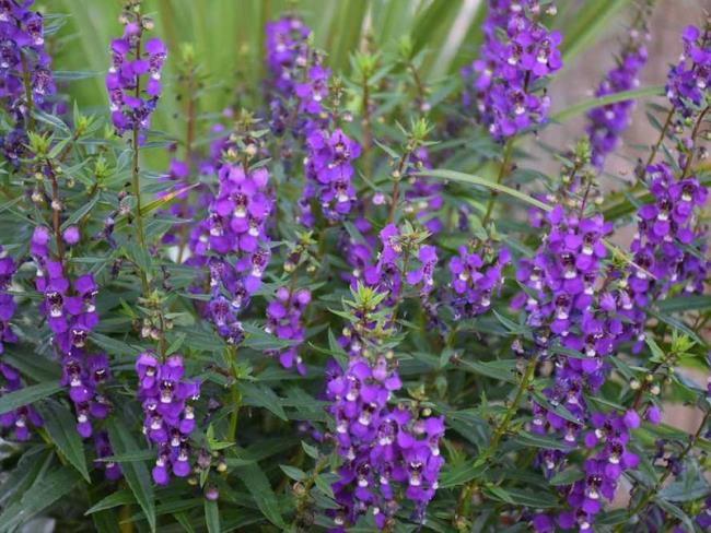 最美麗的紫藤花的總結
