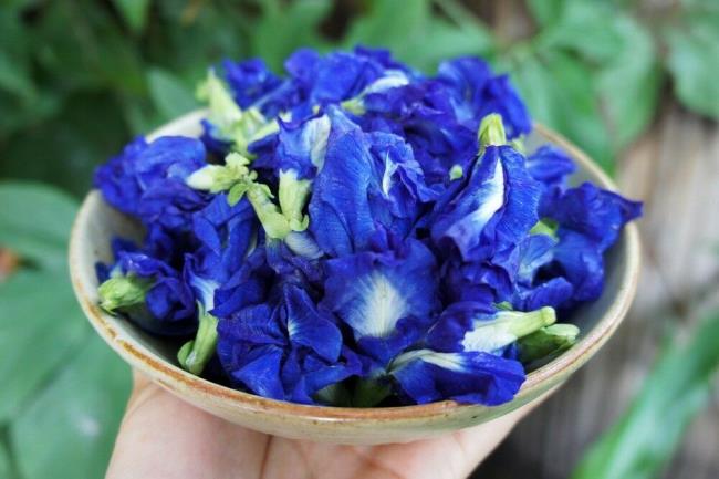 Gambar bunga kacang biru yang indah