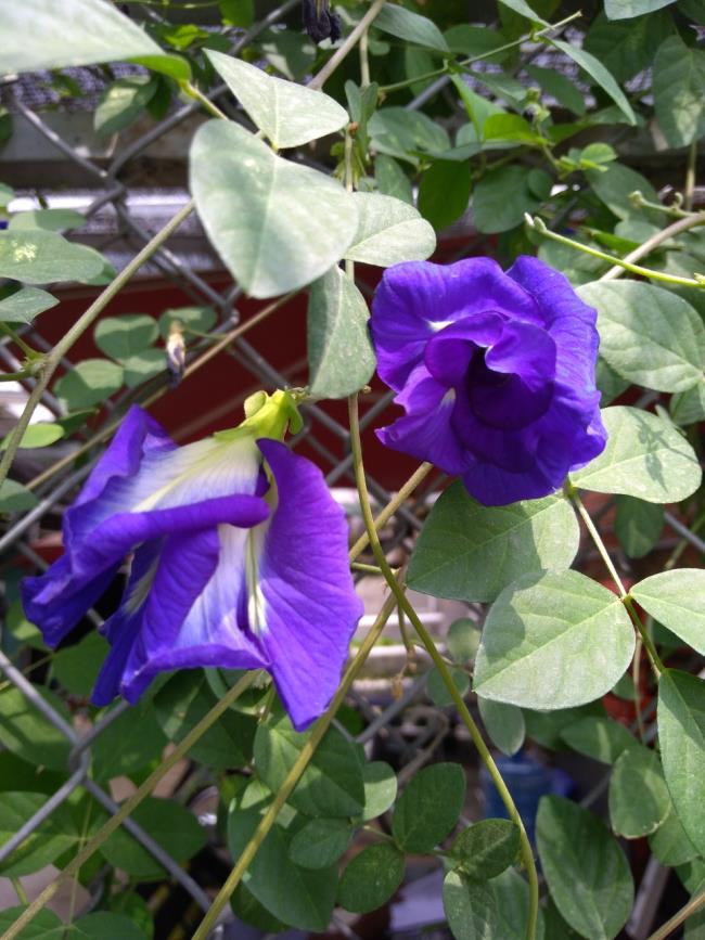 Красивое изображение цветка синего гороха