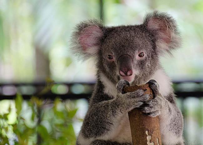Verzameling van de mooiste koala koala's