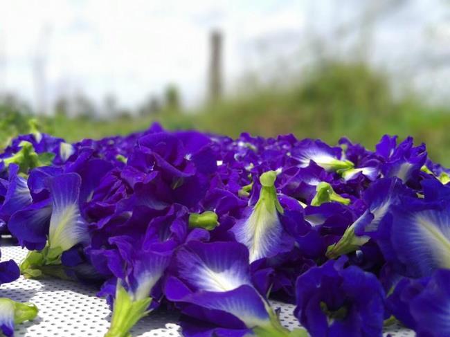 Imagine frumoasă de flori de mazăre albastră