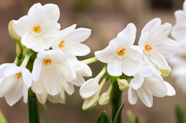 Zusammenfassung der schönsten weißen Narzissenblüten