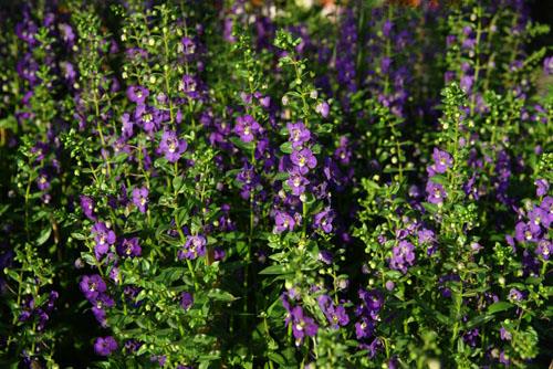 最美麗的紫藤花的總結