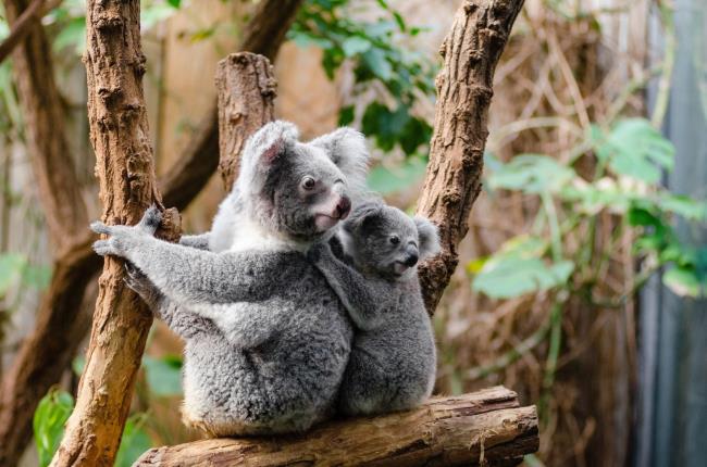 Verzameling van de mooiste koala koala's