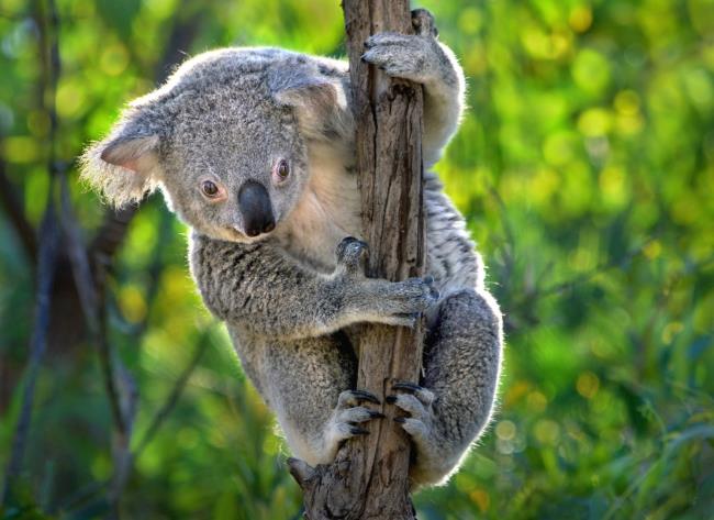 Collection des plus beaux koalas Koala