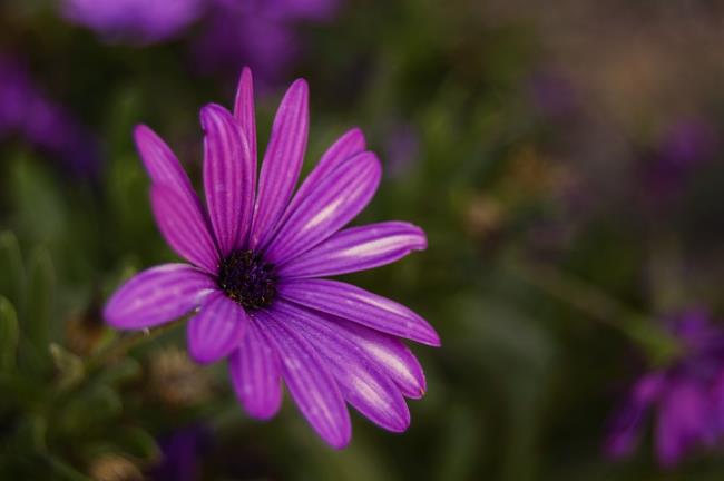 Sammeln Sie Bilder der schönsten lila Gänseblümchen