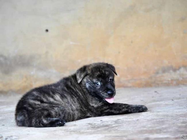 Resumen de las imágenes de perro H'Mong Coc más bellas