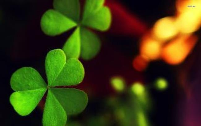 Collection of beautiful clover images 