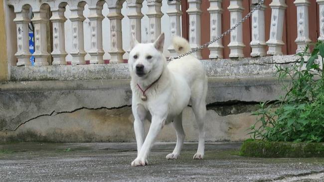Zusammenfassung der schönsten H'Mong Coc Hundebilder