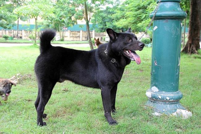 Rezumatul celor mai frumoase imagini cu câini H'Mong Coc
