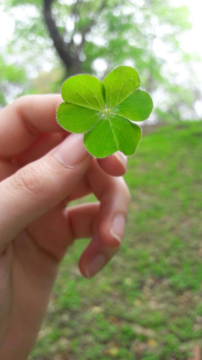 Collection of beautiful clover images 