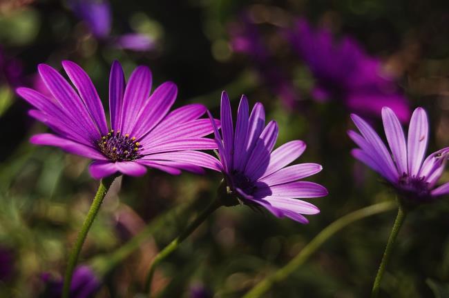 Сбор изображений самых красивых фиолетовых ромашек