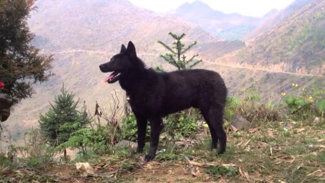 Resumen de las imágenes de perro H'Mong Coc más bellas