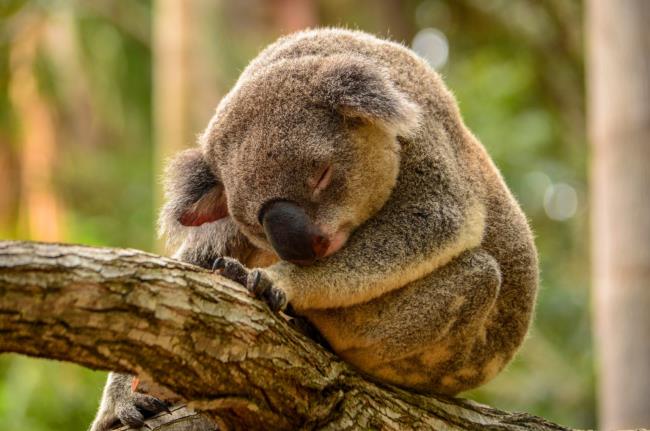 Zbiór najpiękniejszych koali koala
