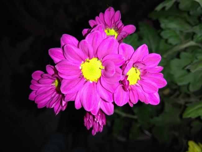 جمع صور أجمل زهور البابونج