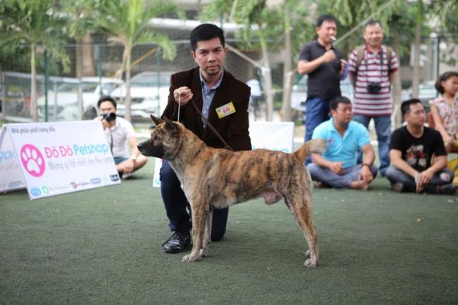 Rezumatul celor mai frumoase imagini cu câini H'Mong Coc
