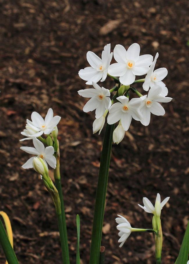 Zusammenfassung der schönsten weißen Narzissenblüten