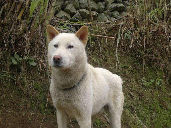 सबसे सुंदर H'Mong Coc कुत्ते छवियों का सारांश