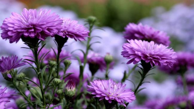 Сбор изображений самых красивых фиолетовых ромашек