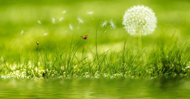 Gambar bunga dandelion yang indah