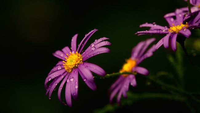 最も美しい紫色のヒナギクの画像を収集