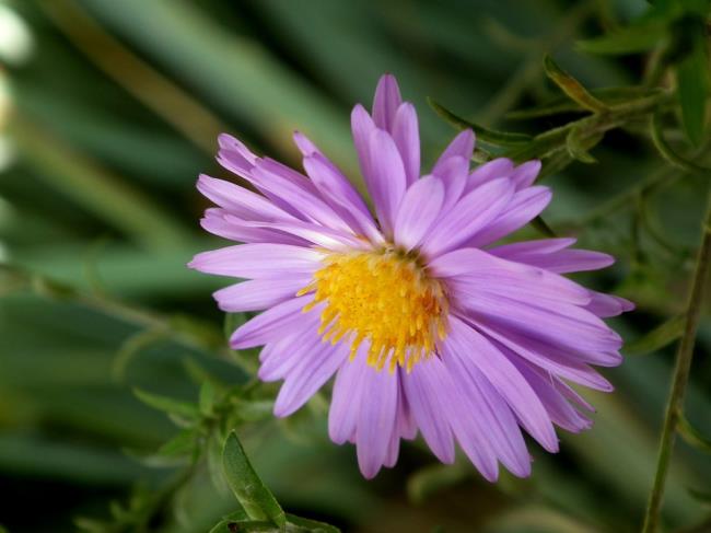 Afbeeldingen verzamelen van de mooiste paarse madeliefjes