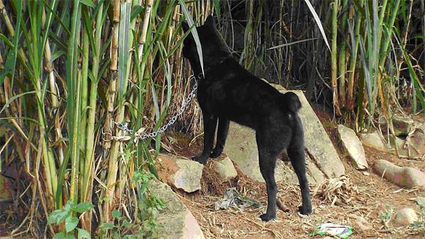 Riepilogo delle più belle immagini di cani H'Mong Coc