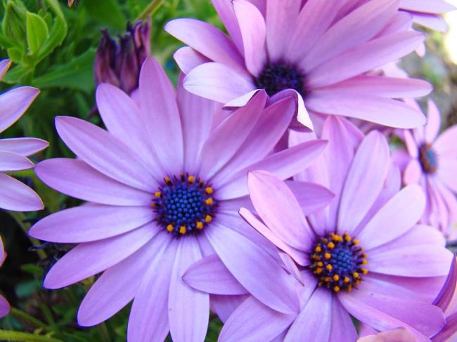 Sammeln Sie Bilder der schönsten lila Gänseblümchen