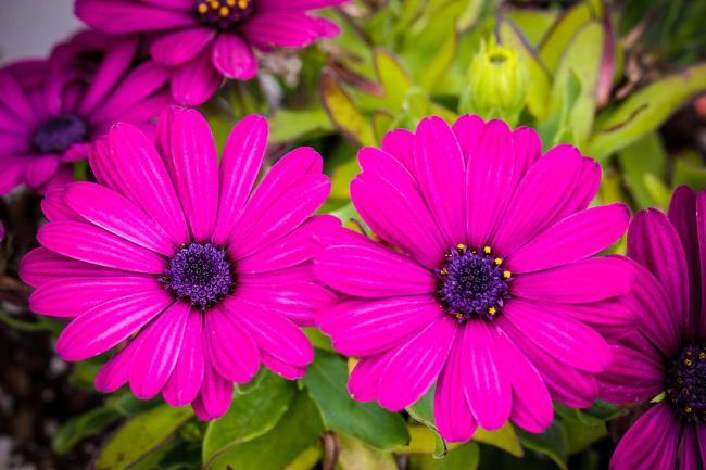Collecting images of the most beautiful purple daisies