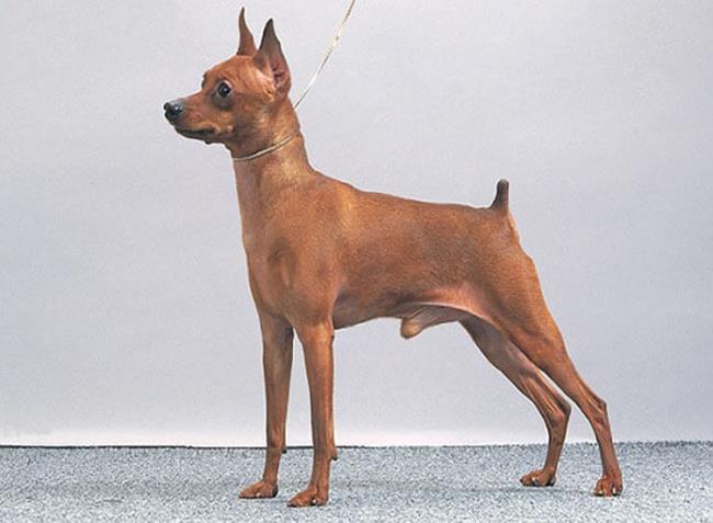 Коллекция самых красивых изображений собак Phoc