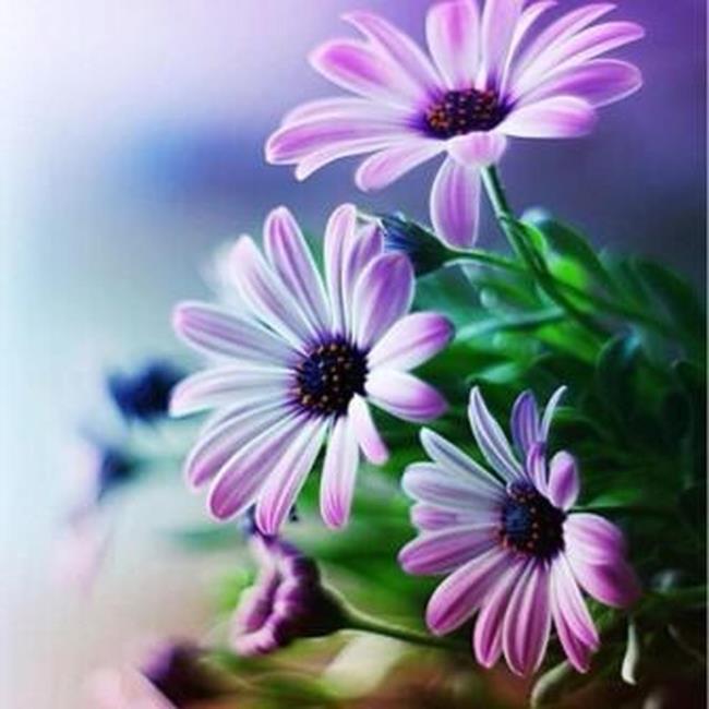最も美しい紫色のヒナギクの画像を収集
