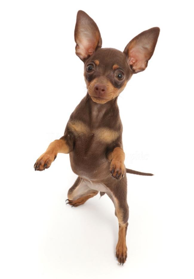 सबसे सुंदर Phoc कुत्ते छवियों का संग्रह