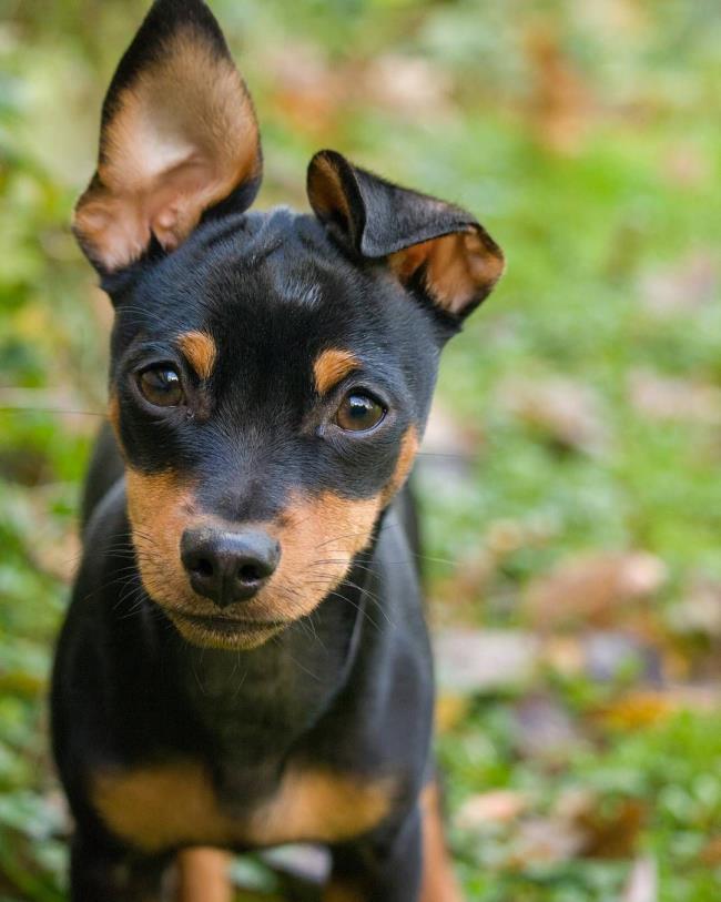 Коллекция самых красивых изображений собак Phoc
