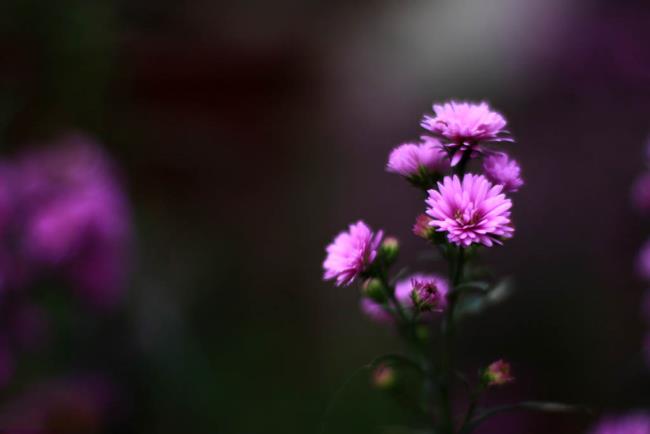 جمع صور أجمل زهور البابونج