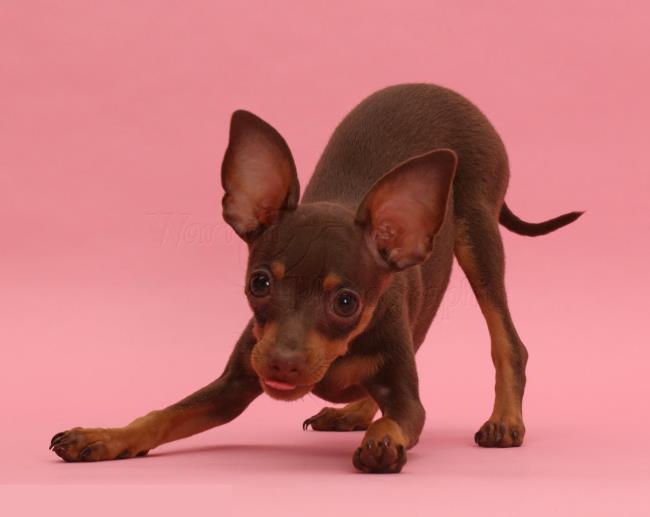 सबसे सुंदर Phoc कुत्ते छवियों का संग्रह