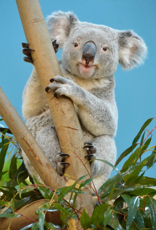 Collection des plus beaux koalas Koala