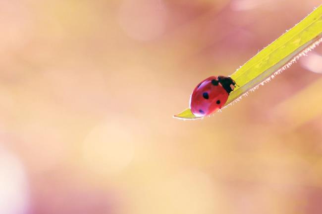 Collection of the cutest ladybug wallpapers