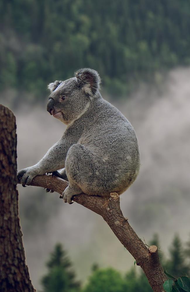 Zbiór najpiękniejszych koali koala