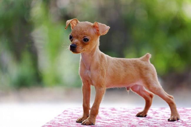 مجموعه ای از زیباترین تصاویر سگ Phoc
