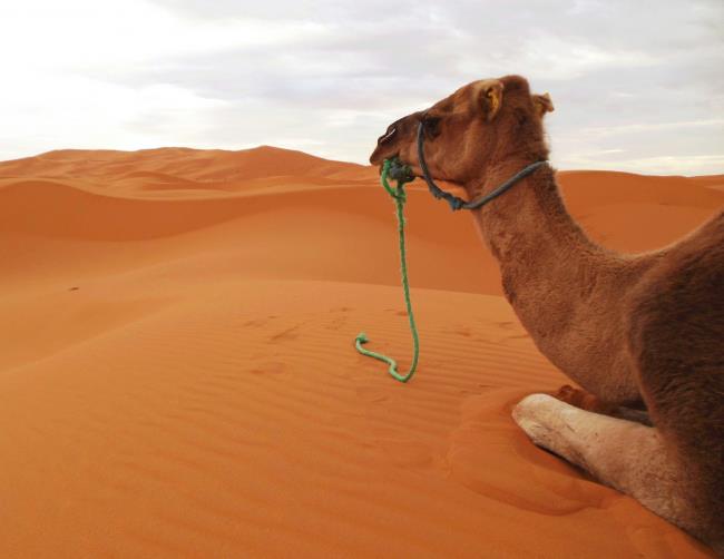Collection des plus belles images de chameau