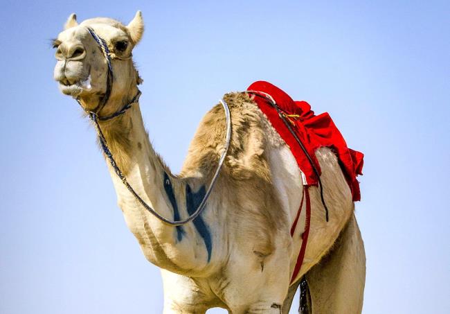 Collection des plus belles images de chameau
