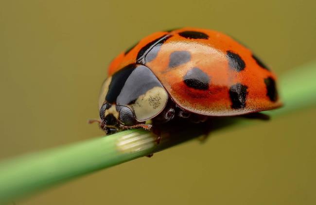 Colecție de cele mai drăguțe imagini de fundal pentru ladybug