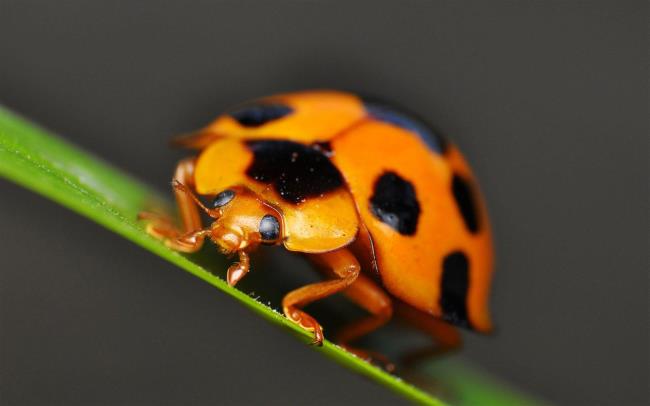 Koleksi wallpaper ladybug lucu