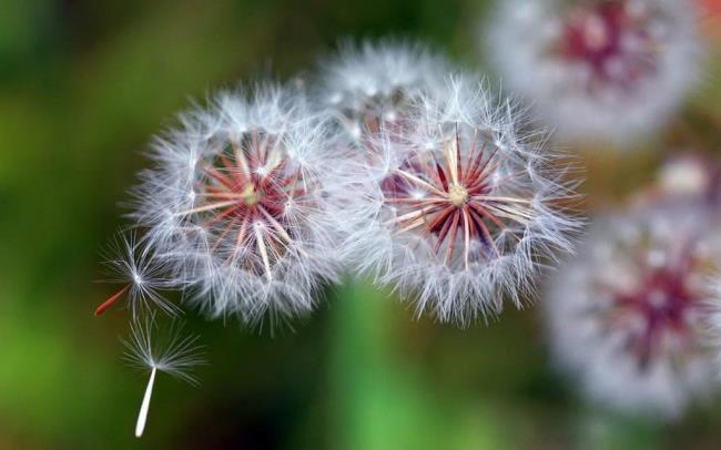 Güzel karahindiba çiçek resimleri