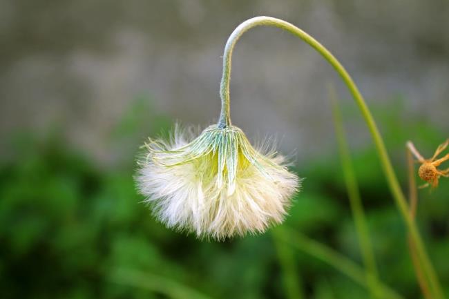 Gambar bunga dandelion yang cantik