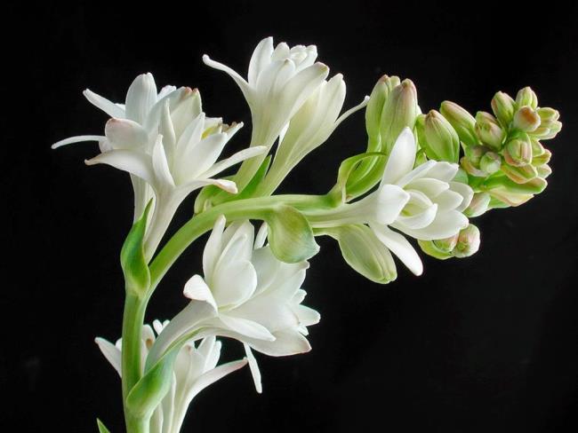 Zusammenfassung der schönsten weißen Lilien