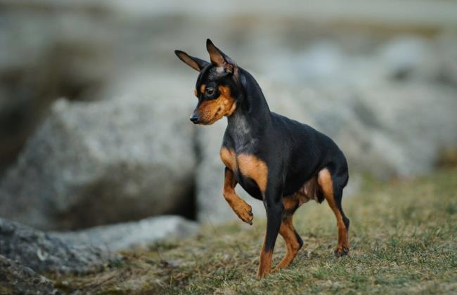 Zbiór najpiękniejszych zdjęć psów Phoc