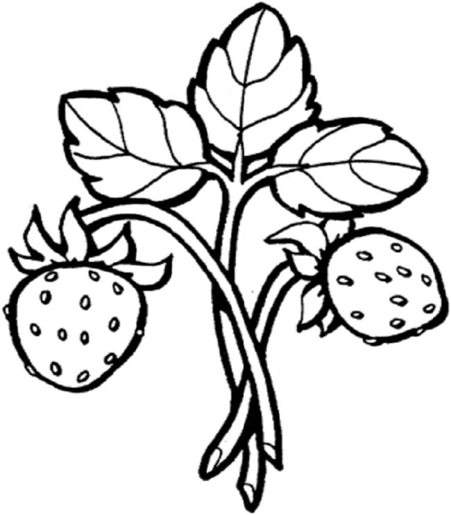 Collection of strawberries coloring pictures for toddlers to practice coloring